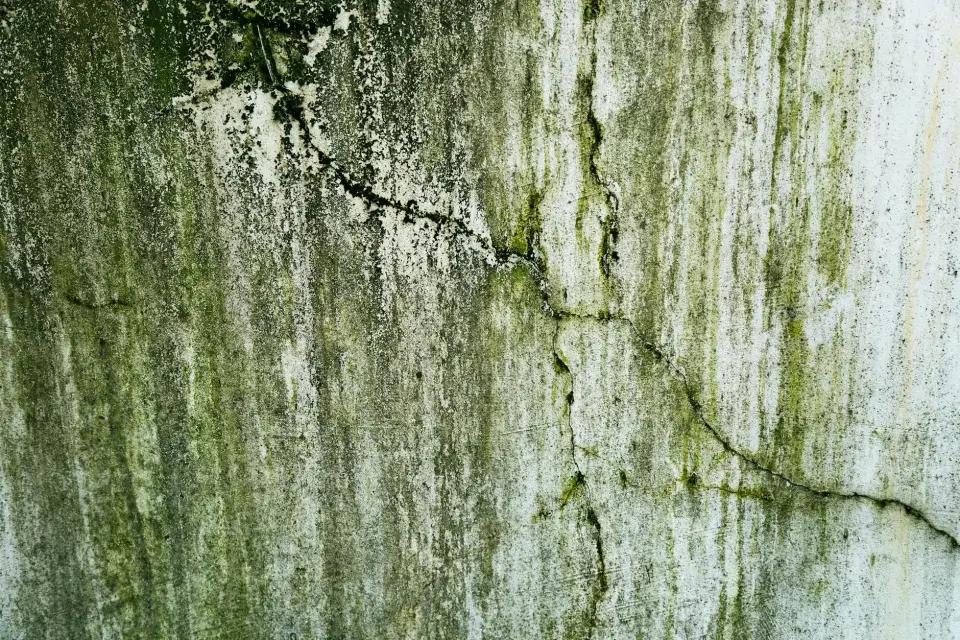 The Purepath Mold Removal Story: Dedicated to a Healthier Hickory, NC